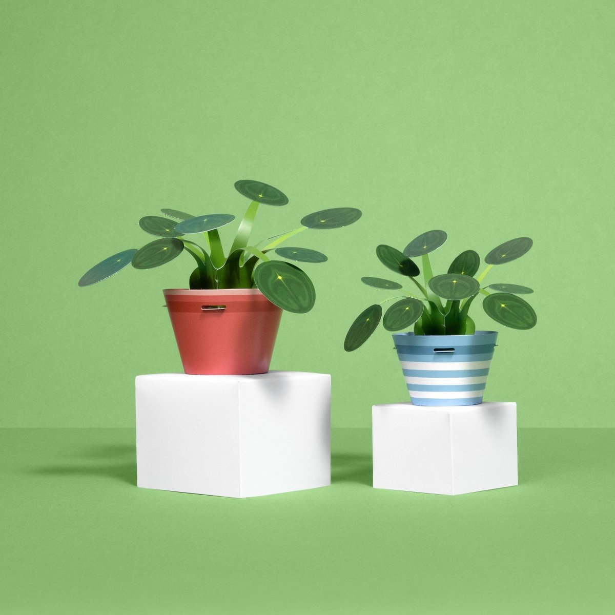 Make Your Own Prosperous Money Plant - Stickiply