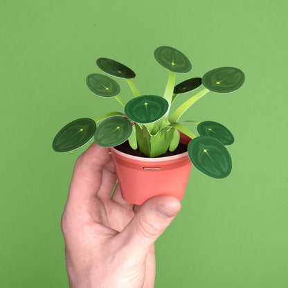 Make Your Own Prosperous Money Plant - Stickiply