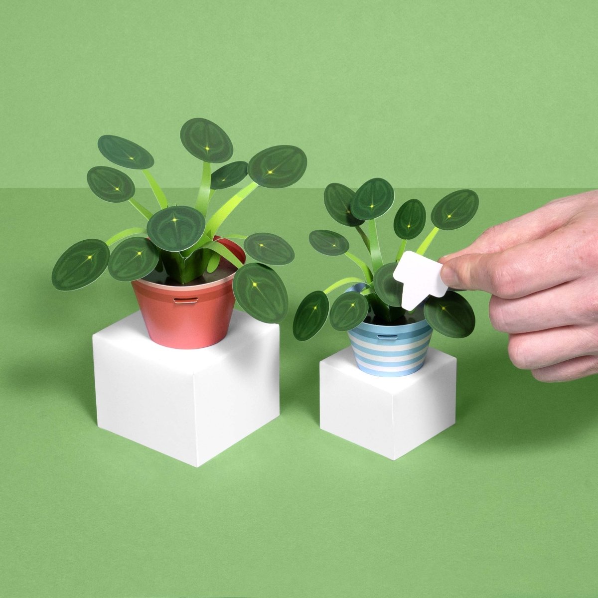 Make Your Own Prosperous Money Plant - Stickiply