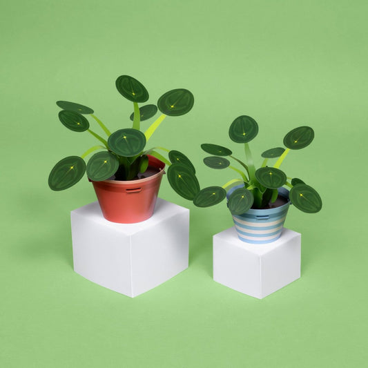 Make Your Own Prosperous Money Plant - Stickiply